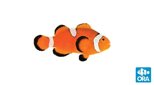 ORA MISBAR OCELLARIS (AMPHIPRION OCELLARIS)