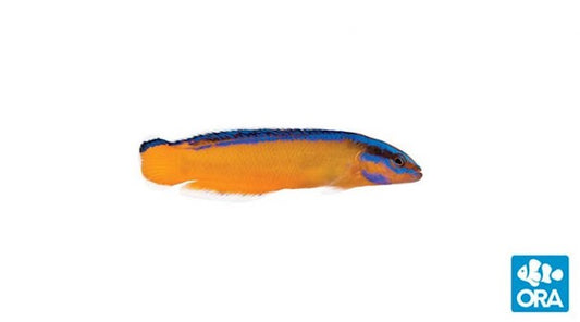 ORA NEON DOTTYBACK (PSEUDOCHROMIS ALDABRAENSIS)