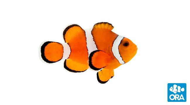 ORA STUBBY OCELLARIS (AMPHIPRION OCELLARIS)