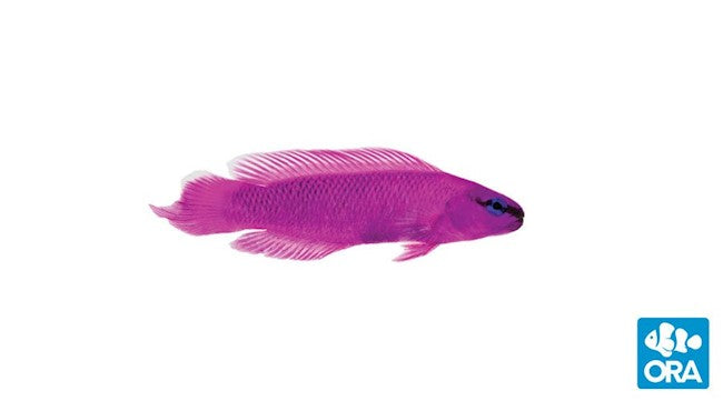 ORA ORCHID DOTTYBACK (PSEUDOCHROMIS FRIDMANI)