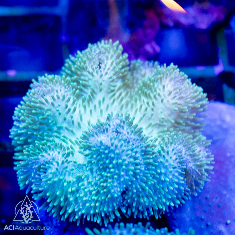 Curly Toadstool Green Polyps