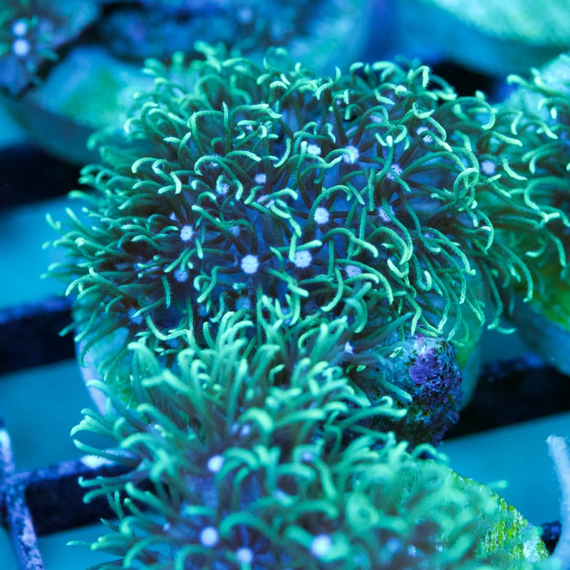 Star Polyps Neon Green/Neon Green Center