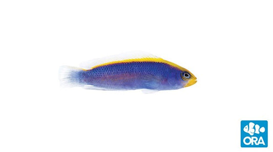 ORA SUNRISE DOTTYBACK (PSEUDOCHROMIS FLAVIVERTEX) In Stock