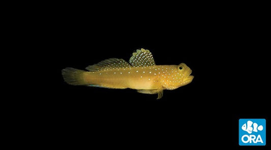 ORA YELLOW WATCHMAN GOBY (C. CINCTUS)